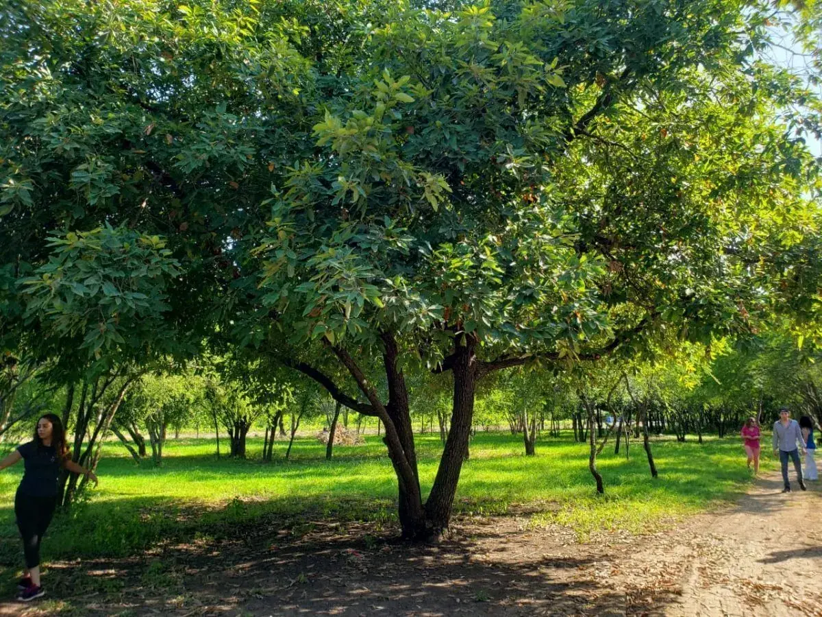Terreno en Venta en Montemorelos